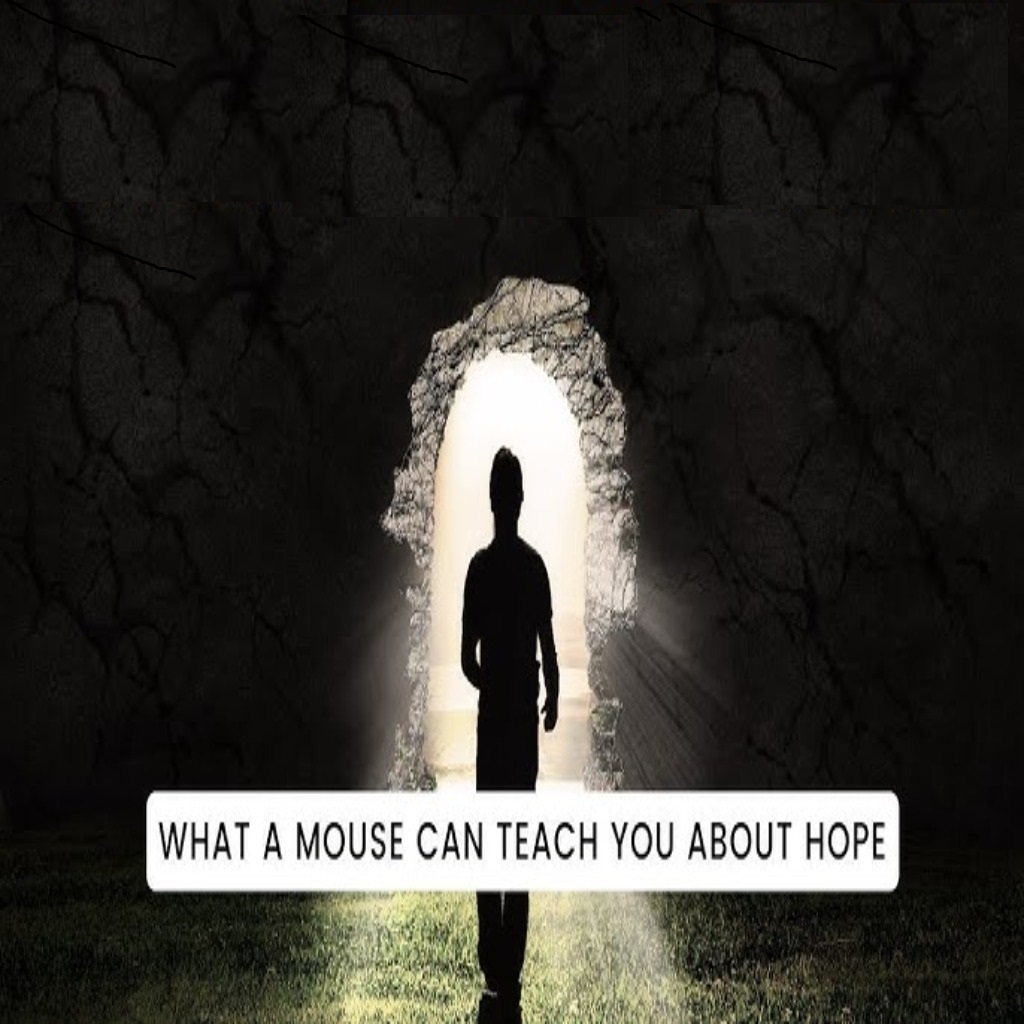 The Unexpected Power of Hope: A Forgotten Experiment That Still Speaks to Us Today